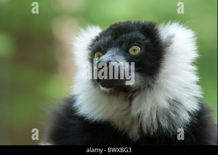 Close-up of a Black and White Ruffed Lemur Stock Photo