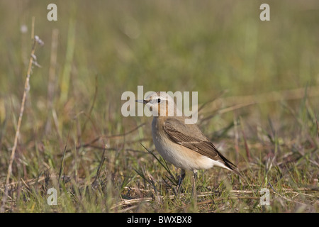 Northern Wheatear (Oenanthe oenanthe) adult female, standing in field, Spain Stock Photo
