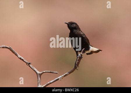 Black Wheatear (Oenanthe leucura syenitica) North African subspecies, adult male, perched on twig, Morocco, may Stock Photo