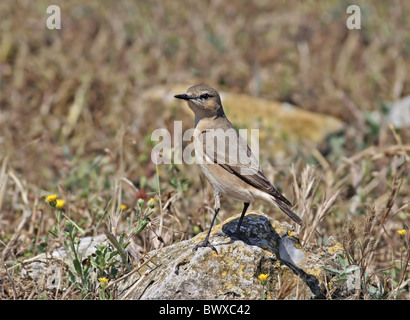 Isabelline Wheatear (Oenanthe isabellina) adult, perched on rock in dry arid grassland, Cyprus, april Stock Photo