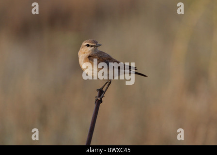 Isabelline Wheatear (Oenanthe isabellina) adult, perched on rusty metal post, Taukum Desert, Kazakhstan, may Stock Photo