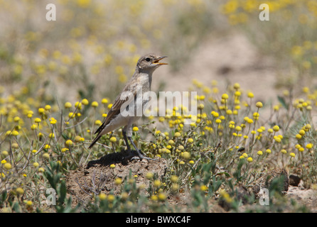 Isabelline Wheatear (Oenanthe isabellina) juvenile, panting in mid-day sun, standing on ground, Taukum Desert, Kazakhstan, may Stock Photo