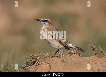 Isabelline Wheatear Oenanthe isabellina) adult, standing on soil bank, Lake Nakuru N.P., Great Rift Valley, Kenya, november Stock Photo