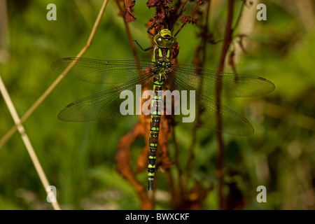 Southern Hawker (Aeshna cyanea) Freshly emerged adult dragonfly from aquatic nymph stage - England UK Stock Photo