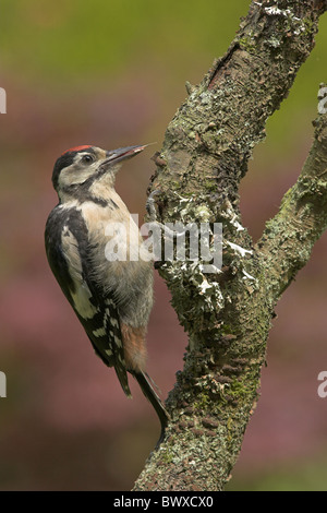 Greater Spotted Woodpecker (Dendrocopus major) immature, foraging on branch in garden, Borders, Scotland