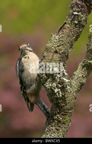 Greater Spotted Woodpecker (Dendrocopus major) immature, on branch in garden, Borders, Scotland