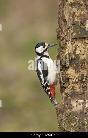 Greater Spotted Woodpecker (Dendrocopus major) adult female, feeding on spider, on tree stump, Warwickshire, England, spring Stock Photo