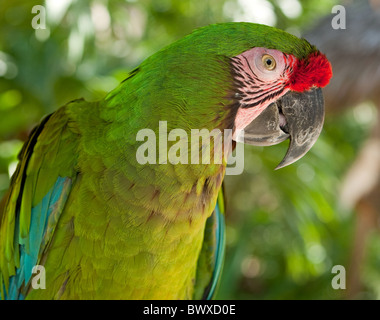 The Great Green Macaw, Ara ambiguus, also known as Buffon's Macaw or Parrot  perched in natural surroundings Stock Photo