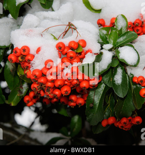 Snow covered shrub with red berries on a winter's day in England Stock ...