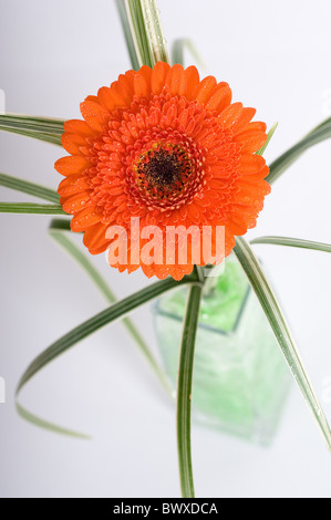 Modern floral table center using  a gerbera daisy  in a large glass vase Stock Photo