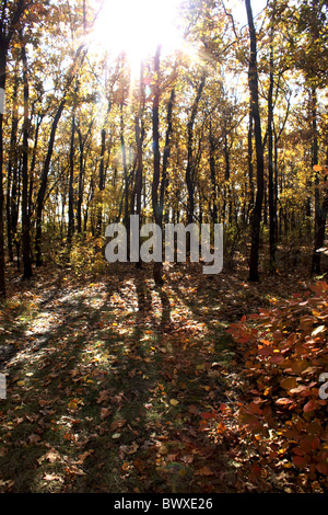 Sunlighted yellow autumn trees in a forest Stock Photo - Alamy