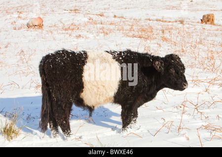 Highland and Belted Galloway cattle grazing off Kirkstone Pass in the Lake District, UK. Stock Photo