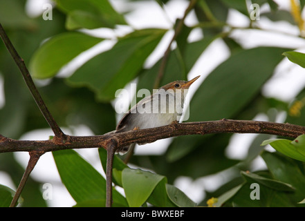 Ashy Tailorbird (Orthotomus ruficeps borneoensis) adult female, perched on branch in canopy, Sabah, Borneo, Malaysia, january Stock Photo