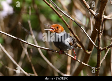 Ashy Tailorbird (Orthotomus ruficeps borneoensis) adult male, singing, perched on twig, Sabah, Borneo, Malaysia, january Stock Photo