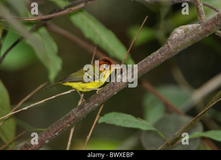 Yellow-breasted Warbler (Seicercus montis) adult, perched on branch, Kinabalu N.P., Sabah, Borneo, Malaysia, january Stock Photo