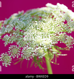 gorgeous ammi on cerise Jane-Ann Butler Photography JABP892 Stock Photo