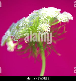 gorgeous ammi on cerise Jane-Ann Butler Photography JABP894 Stock Photo