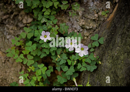 A Pale Lilac Sorrel, Oxalis sp., Oxalidaceae, Tsitsikamma Nature Reserve, South Africa. Stock Photo