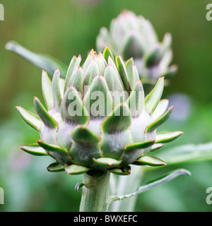 artichokes growing in the garden Jane-Ann Butler Photography JABP887 Stock Photo