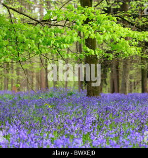 harmonious bluebell wood Jane-Ann Butler Photography JABP885 Stock Photo