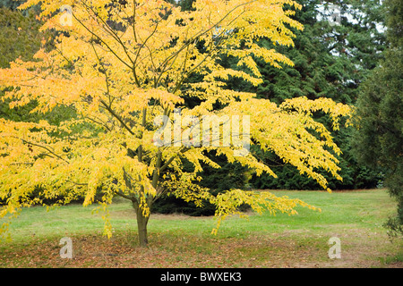 Acer crataegifolium 'veitchii' in autumn. Hawthorn maple. UK Stock Photo