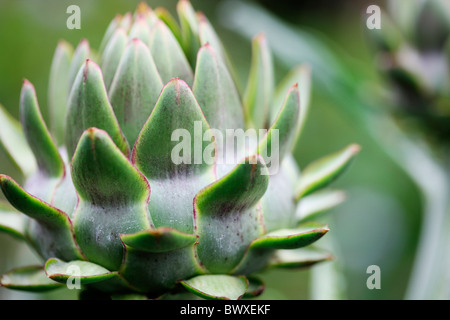 sturdy globe artichoke plant growing in the garden Jane-Ann Butler Photography JABP886 Stock Photo