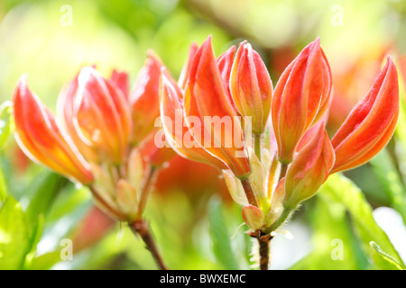 lovely orange azalea buds, harmony in nature  Jane-Ann Butler Photography JABP883 Stock Photo