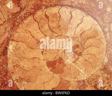 fossilization fossils fuddy-duddies ammonite in marble red rock stone structure concept spiral Stock Photo