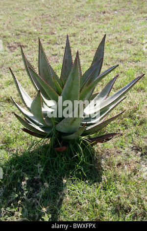 Aloe ferox, Asphodelaceae, South Africa Stock Photo