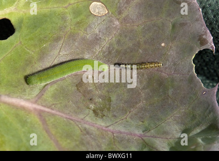 Small white Artogeia rapae (left) and large white Pieris brassicae caterpillars on cabbage leaf. Stock Photo