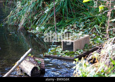 Floating trap to catch American mink Mustela vision, Kent, UK Stock Photo