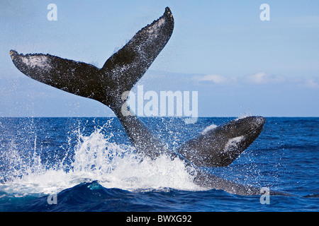 humpback whale, Megaptera novaeangliae, throwing peduncle while the other competing whale breaches during heat-run, Hawaii, USA, Stock Photo