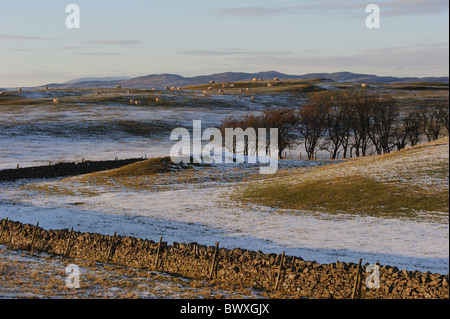 Sheep on hillside in frozen winter countryside near Kirkcudbright, SW Scotland, Drystane dyke in foreground. Galloway Hills in distance Stock Photo