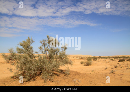 Israel, Negev, White Broom blooming near Halutza Stock Photo