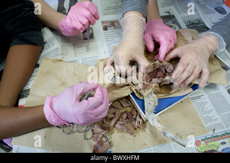 Eighth grade animal science students perform dissection on common pigeons at Kealing Middle School in Austin, Texas Stock Photo