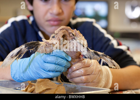 Eighth grade animal science student performs dissections on common pigeons at Kealing Middle School in Austin, Texas Stock Photo