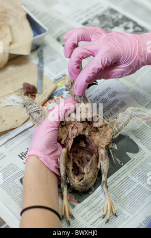 Eighth grade animal science student performs dissections on common pigeons at Kealing Middle School in Austin, Texas Stock Photo