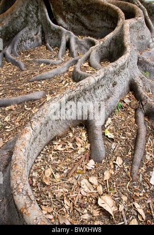 Large buttress roots of the Moreton Bay fig tree Ficus macrophylla supporting the huge tree and damming escape of rainfall Stock Photo