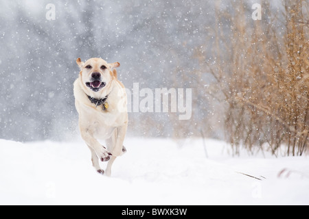 Yellow Labrador Retriever dog running in snow. Stock Photo