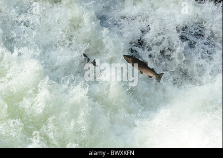 Coho or Silver Salmon, Oncorhynchus kisutch, Sol Duc river, Olympic National Park, Washington Stock Photo
