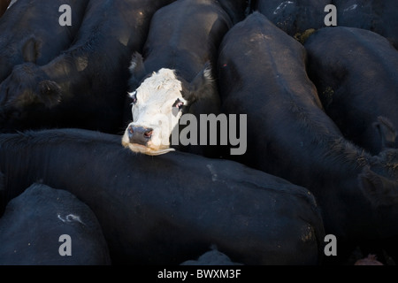white cow face among black cow bodies Stock Photo