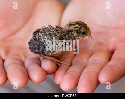 Baby quail born at Twycross zoo Leicestershire and hand reared by keepers after being rejected by it`s mother Stock Photo