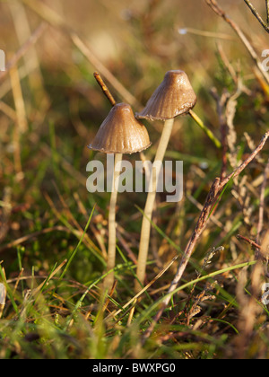 Two small brown mushrooms with very thin stems in Dorst, Noord Brabant, the Netherlands They are about 5cm tall. Stock Photo