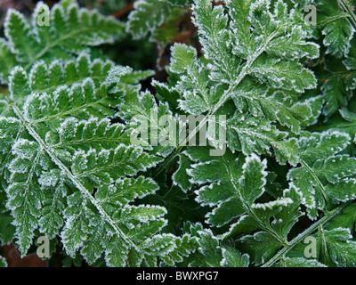Frosty fern leaves closeup with ice crystals, Dorst, Noord Brabant, the Netherlands Stock Photo
