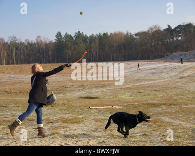 Woman playing with black labrador dog using tennisball slinging throwing device Dorst, the Netherlands winter. Stock Photo