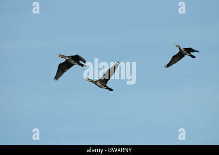 Great Cormorants Phalacrocorax carbo in flight Stock Photo