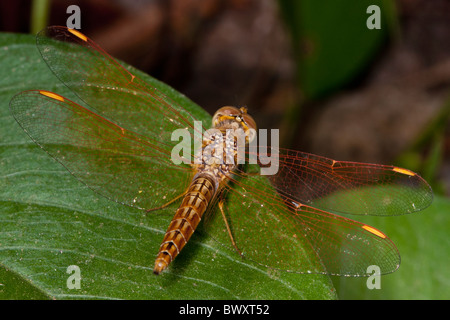 Dragonfly resting on a leaf, Libellulidae family Stock Photo