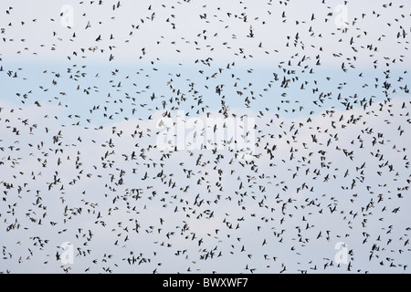 A migrating flock of Tree Swallows at Cape May New Jersey Stock Photo