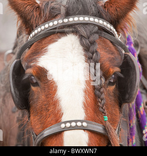 Portrait of a Clydesdale horse with braided mane, wearing harness Stock Photo