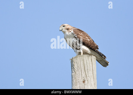 Red-tailed Hawk Stock Photo